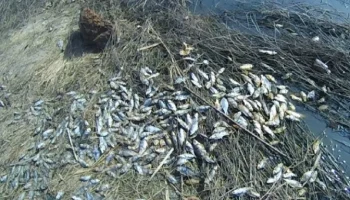 Возбуждено уголовное дело о массовой гибели рыбы в реке Калужской области Возбуждено уголовное дело о массовой гибели рыбы в реке Калужской области